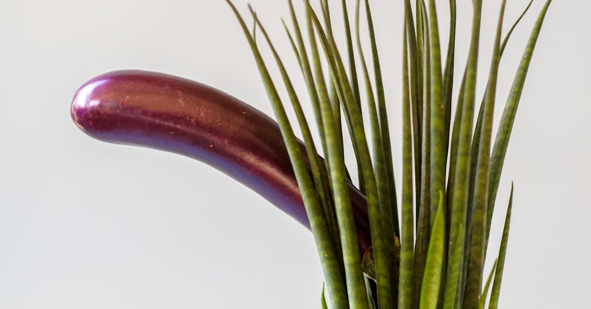 10 Key Variations in Female Anatomy Every Man Should Know